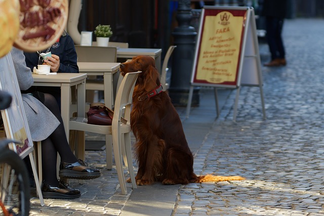 Choosing Trustworthy Pet Sitters: A Guide for Conscientious Dog Owners