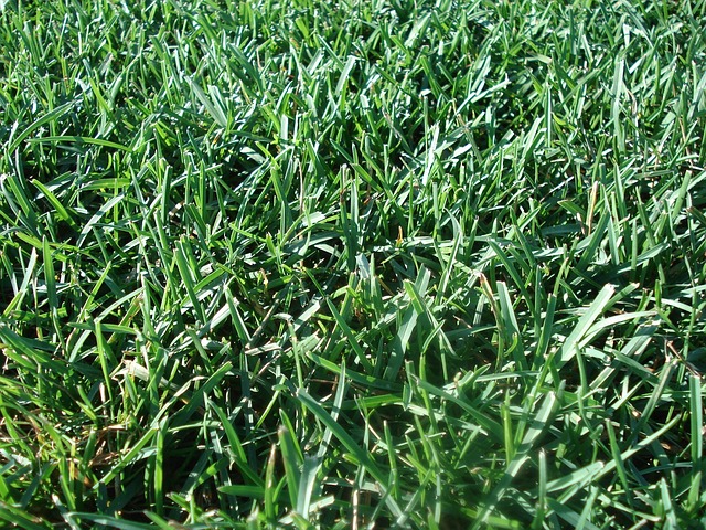 Mastering Lawn Care: Expert Strategies for Optimal Turf Management Throughout the Seasons