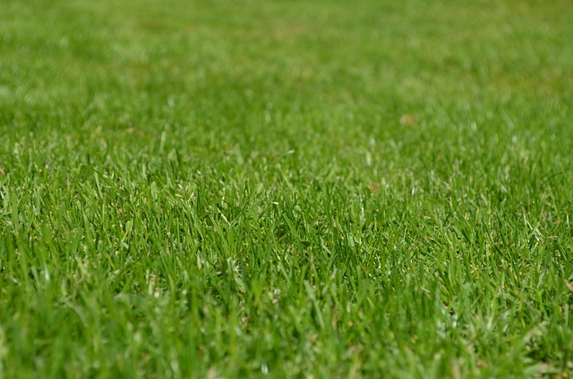 Optimizing Your Lawn: Fertilization, Weed Control, and Organic Landscaping Tips