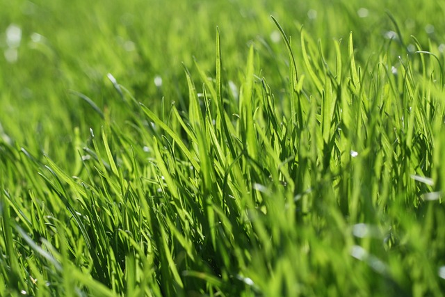 7 Key Practices for Thriving Lawns and Breathtaking Landscapes Year-Round