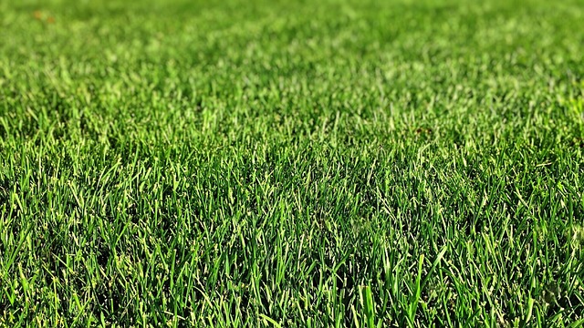 Optimizing Your Outdoor Space: The Advantages of Professional Residential Lawn Mowing Services