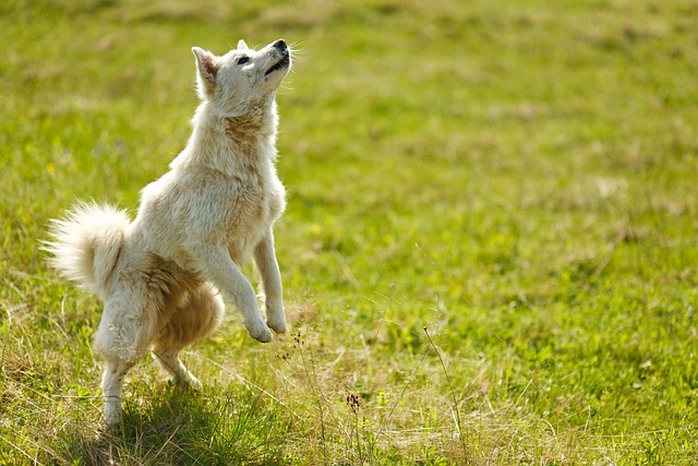 Exotic Pet Sitting Mastery: A New Braunfels Guide for Aspiring Dog & Cat Sitters