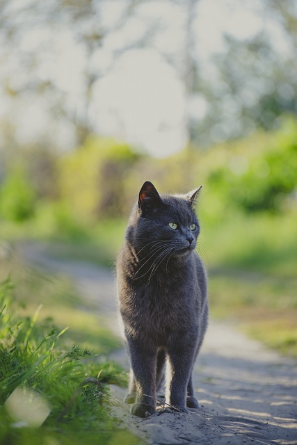 Guide to Earning Certification as a Pet Sitter in New Braunfels: A Career for Animal Lovers