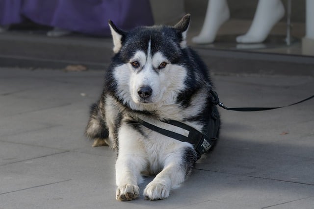 Pet Sitting Adventures: A Guide to Happy Tails and Safe Trails