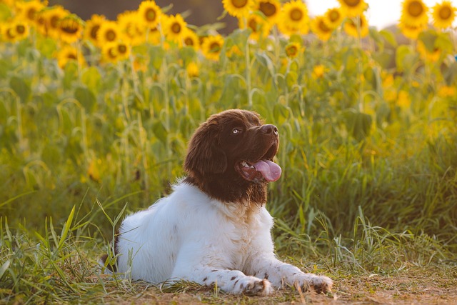 Navigating Pet Health Emergencies: Preparedness and Support for New Braunfels Pet Sitters