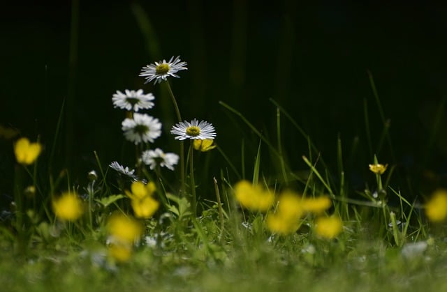 Lawn Care