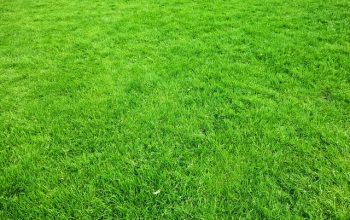 lawn-care-640x480-92483657.jpeg