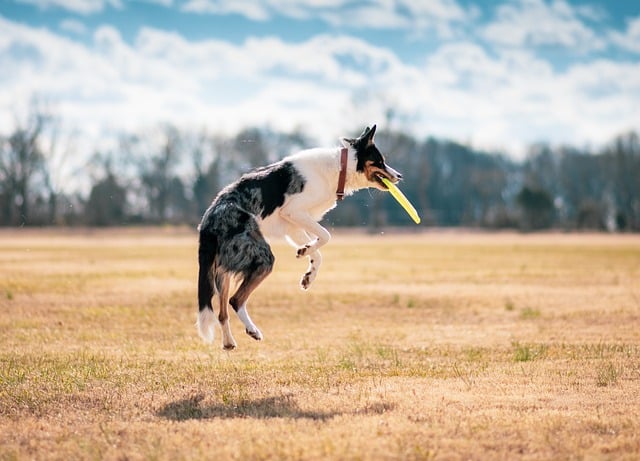 Pet Sitting New Braunfels: Caring for Exotic Pets at Home