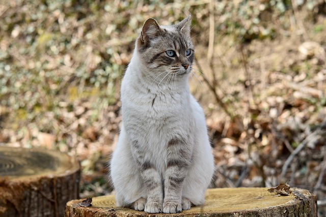 Pet Sitters in Demand: Walkers and Caregivers Needed for Happy Pets