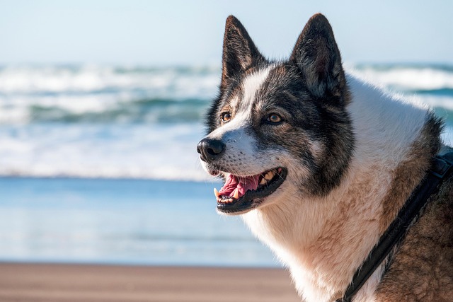 Pet Sitting Certification for Dog Walkers in New Braunfels