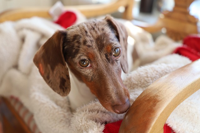 Securing Peace of Mind: New Braunfels Pet Sitting Insurance Essentials