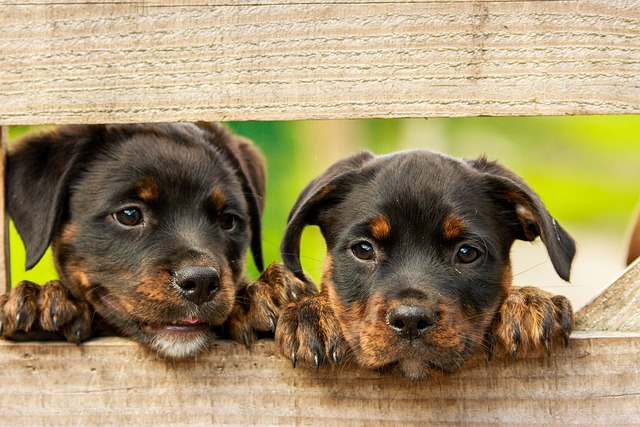 pet-sitting-new-braunfelspet-sitters-new-640x480-68033303.jpeg