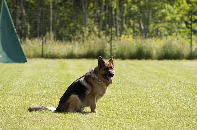pet-sitting-new-braunfelspet-sitters-new-640x480-92685924.jpeg