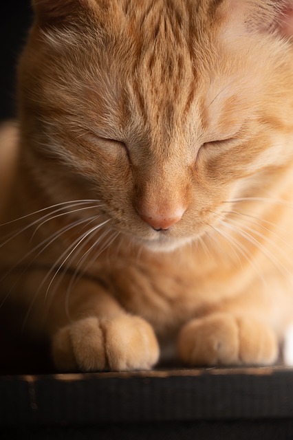 pet-sitting-new-braunfelspet-sitters-new-640x480-93329306.jpeg