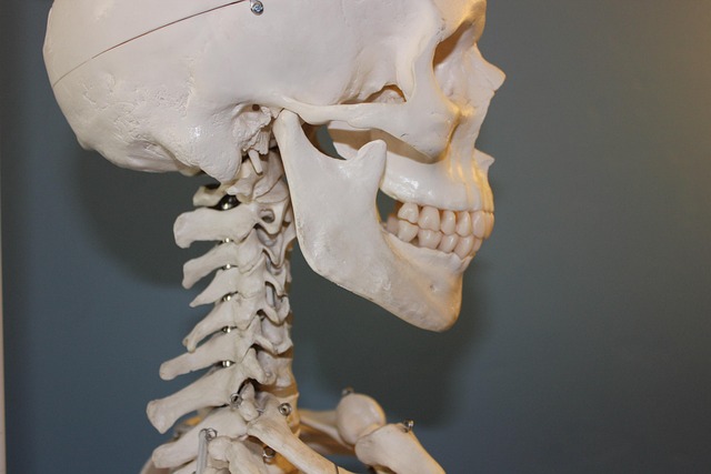 Proven Chiropractic & Natural Remedies for Superior Spinal Alignment