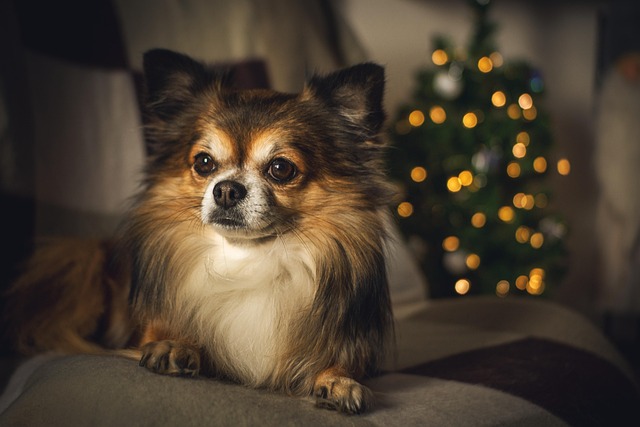 Virtual Consultations: Transforming Pet Sitting Services in New Braunfels