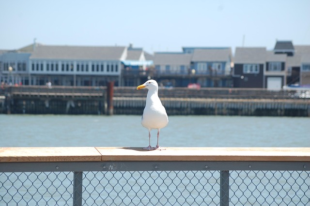 Trusted Same-Day Movers: San Francisco’s Superior Emergency Relocation Solution