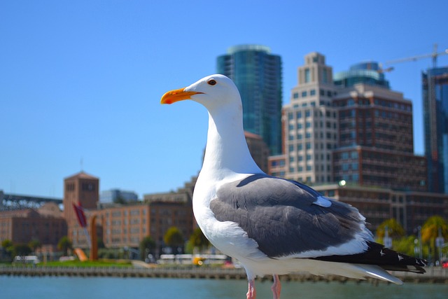 Trusted One-Way Truck Rental San Francisco: Superior Moving Solutions with Proven Insurance