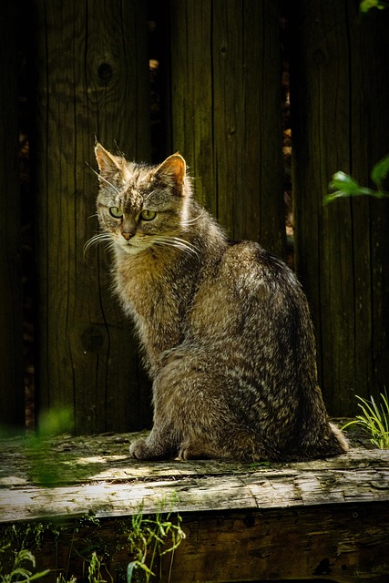 pet-sitters-new-braunfels-640x480-42690536.jpeg
