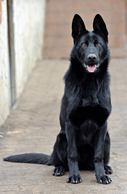 pet-sitting-640x480-74203055.jpeg