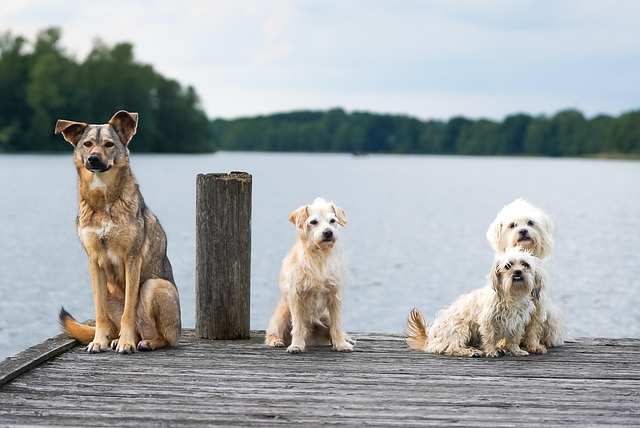 Elevate Your Career: Pet Sitter Certification — The Professional Edge