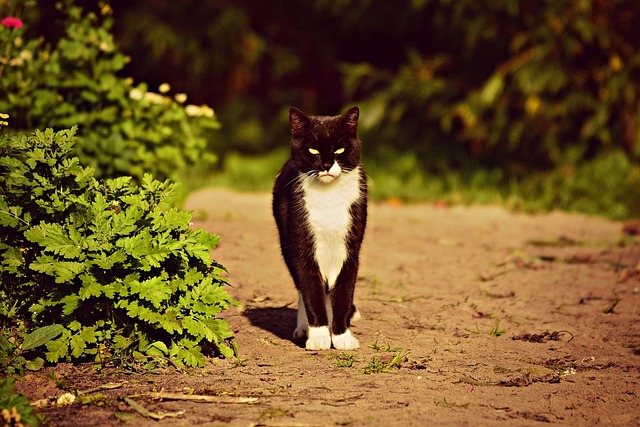 cat-sitters-640x480-15999111.jpeg