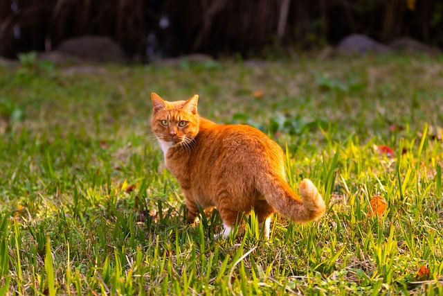 pet-sitters-640x480-88163345.jpeg