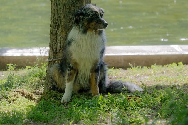 pet-sitting-640x480-17987517.jpeg