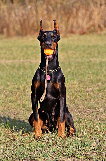 Marketing Success for Pet Sitting in New Braunfels