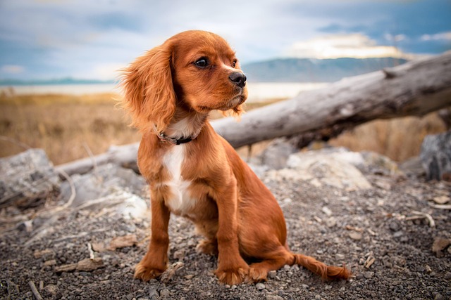 Emergency Pet Care: Tips for Sitters in New Braunfels
