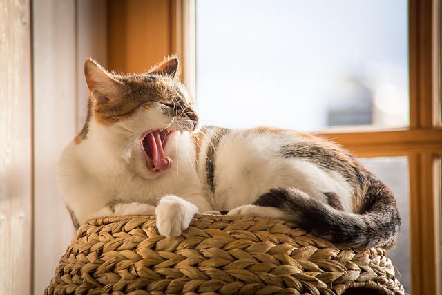 cat-sitters-640x480-13769499.jpeg