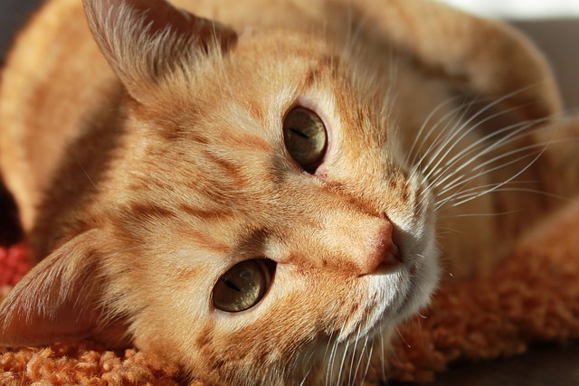 cat-sitters-640x480-63314621.jpeg