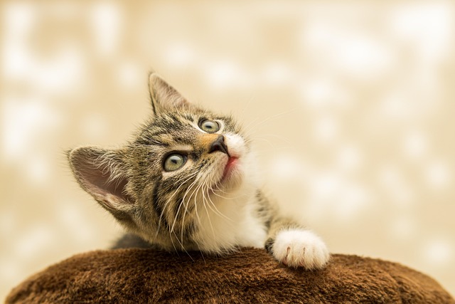 cat-sitters-640x480-69578508.jpeg