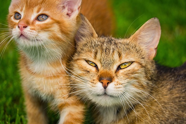 cat-sitters-640x480-94198109.jpeg