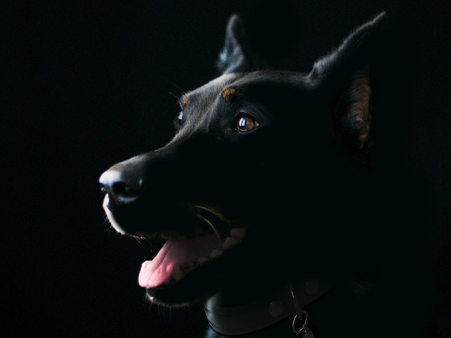 dog-sitters-640x480-5388052.jpeg