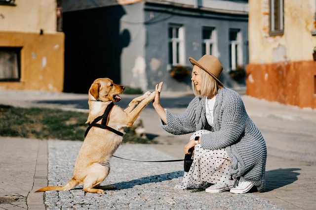 dog-sitters-640x480-74555419.jpeg