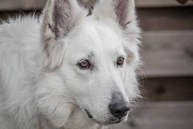 dog-sitters-640x480-9330570.jpeg
