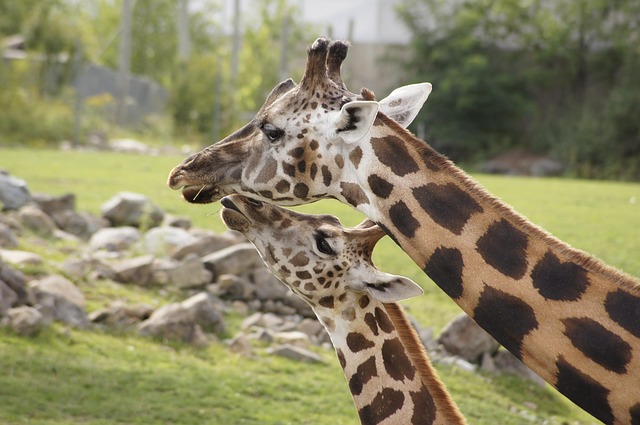 neck-pain-640x480-28097481.jpeg