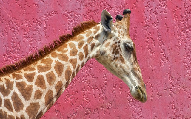 neck-pain-640x480-32015825.jpeg