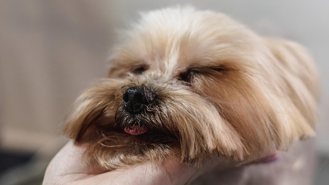 pet-friendly-moving-services-sf-640x480-691044.jpeg