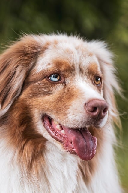 pet-sitters-640x480-6788078.jpeg