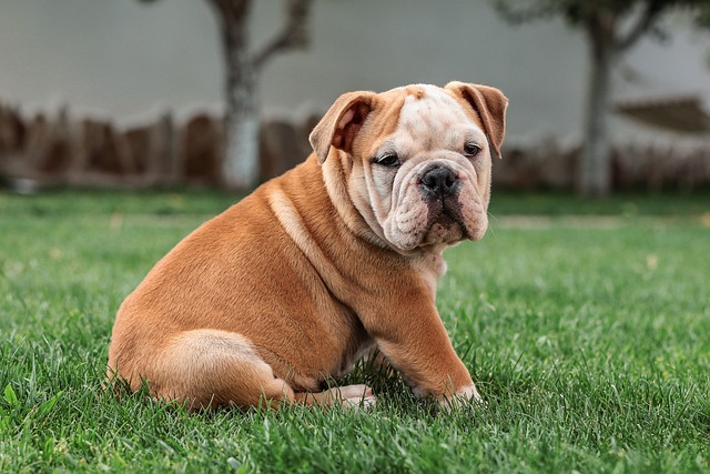 pet-sitting-640x480-12773598.jpeg