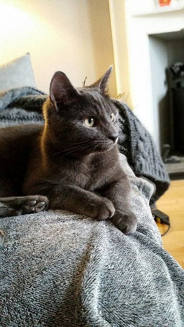 pet-sitting-640x480-27856426.jpeg