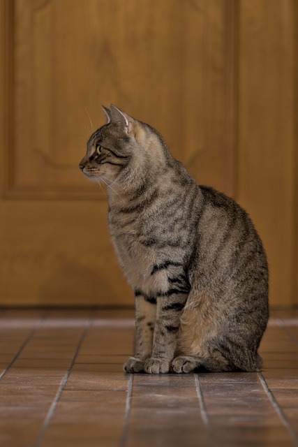 pet-sitting-640x480-38332032.jpeg
