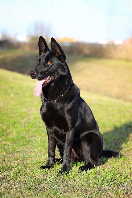 pet-sitting-640x480-74589502.jpeg
