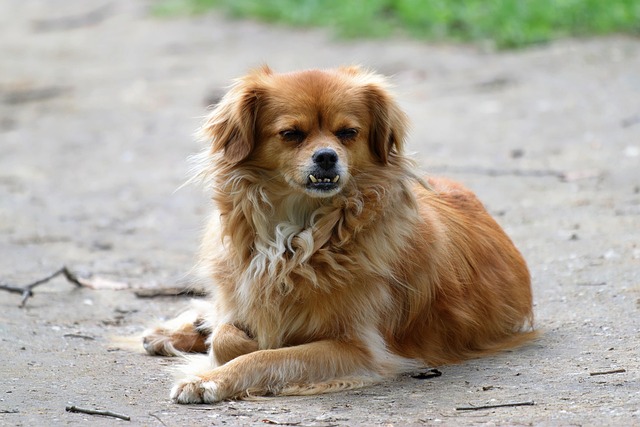 pet-sitting-640x480-94899916.jpeg