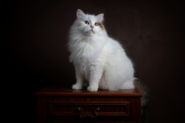 pet-sitting-new-braunfels-640x480-20611038.jpeg