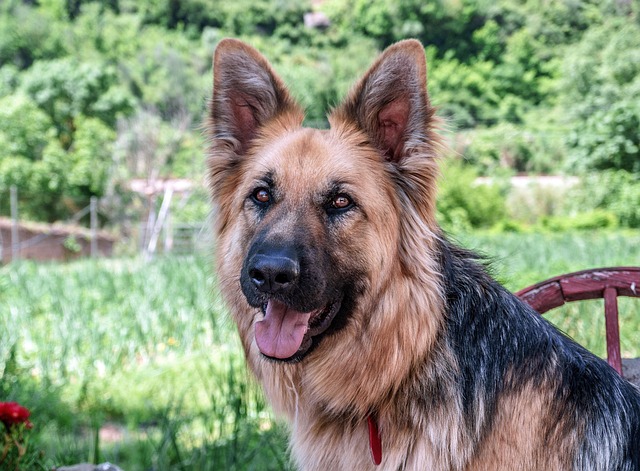 pet-sitting-new-braunfels-640x480-55907173.jpeg