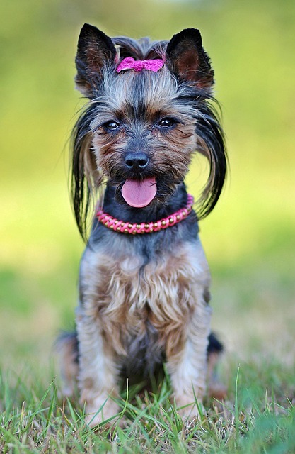 Hire Reliable Pet Sitters: Essential Tips for Peace of Mind