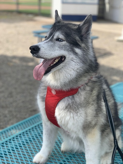 pet-friendly-moving-services-sf-640x480-77152239.jpeg